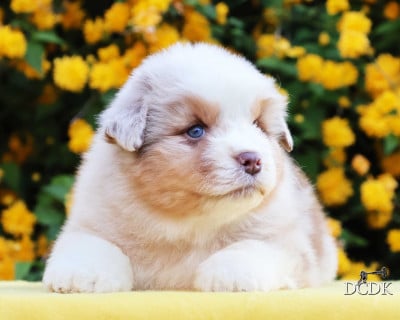 Les chiots de Berger Australien
