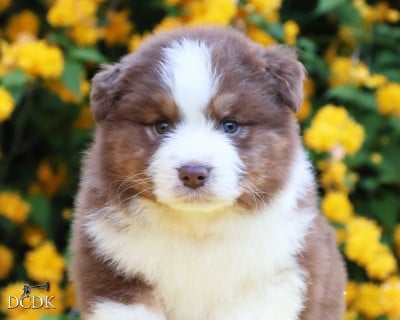 Les chiots de Berger Australien