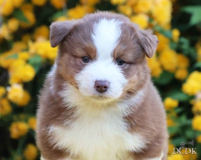 Les chiots de Berger Australien