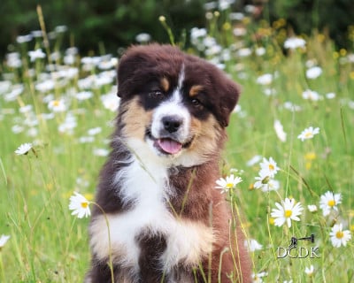 Les chiots de Berger Australien