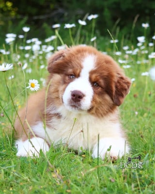 Les chiots de Berger Australien