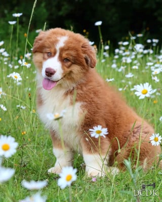 Les chiots de Berger Australien