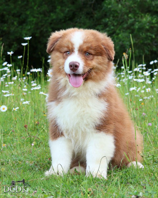 Les chiots de Berger Australien