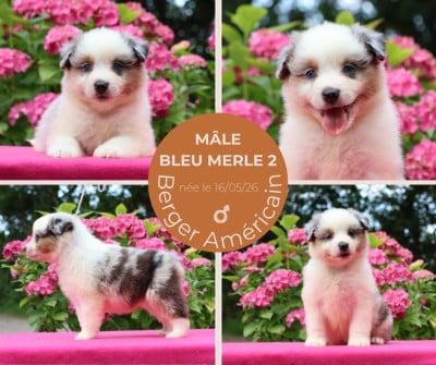 Les chiots de Berger Américain Miniature