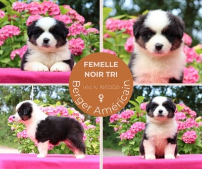 Les chiots de Berger Américain Miniature