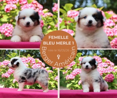 Les chiots de Berger Américain Miniature