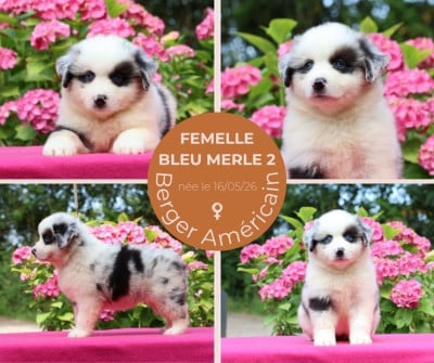 Les chiots de Berger Américain Miniature