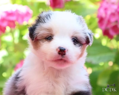 Les chiots de Berger Américain Miniature
