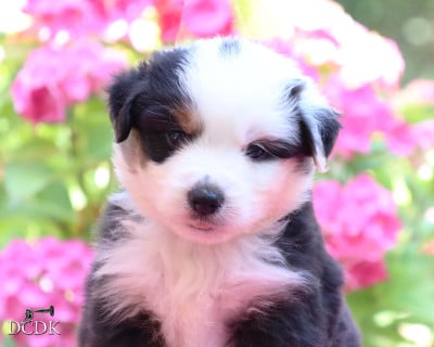 Les chiots de Berger Américain Miniature