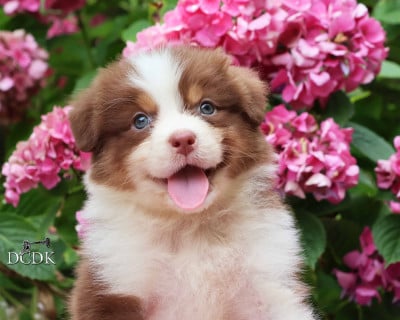 Les chiots de Berger Australien