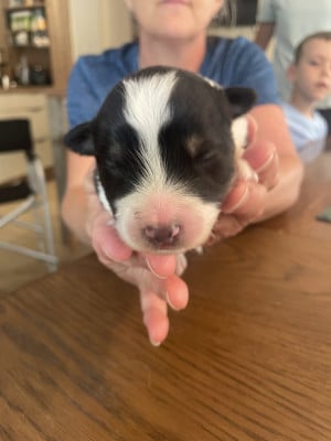 Les chiots de Berger Australien