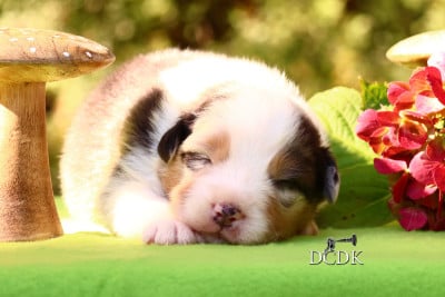 Les chiots de Berger Australien