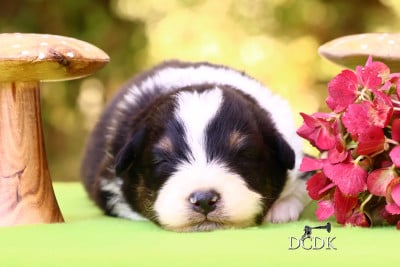 Les chiots de Berger Australien