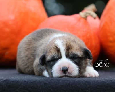 Les chiots de Welsh Corgi Pembroke