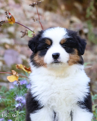 Les chiots de Berger Américain Miniature 