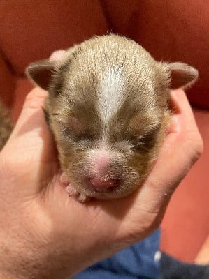 Les chiots de Berger Américain Miniature 