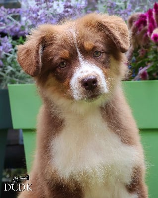 Les chiots de Berger Australien