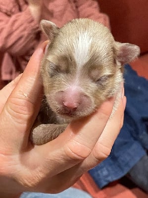 Les chiots de Berger Américain Miniature 