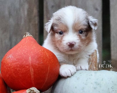 Les chiots de Berger Australien