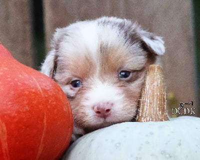 Les chiots de Berger Australien