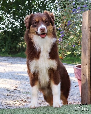 Les chiots de Berger Australien