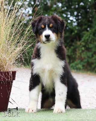 Les chiots de Berger Australien