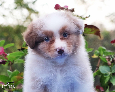 Les chiots de Berger Australien