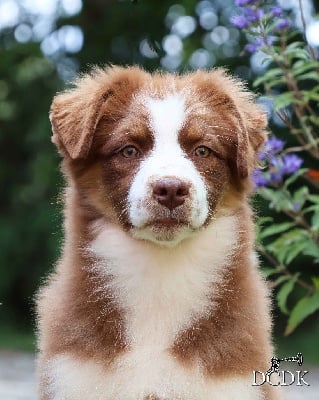 Les chiots de Berger Australien