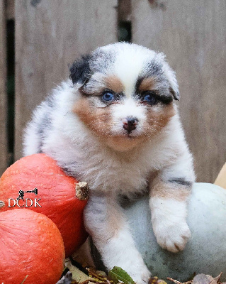 Les chiots de Berger Australien