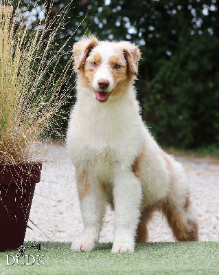 Les chiots de Berger Australien