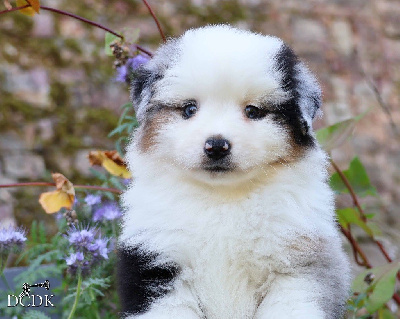 Les chiots de Berger Américain Miniature 