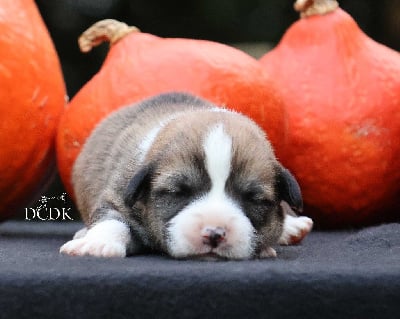 Les chiots de Welsh Corgi Pembroke