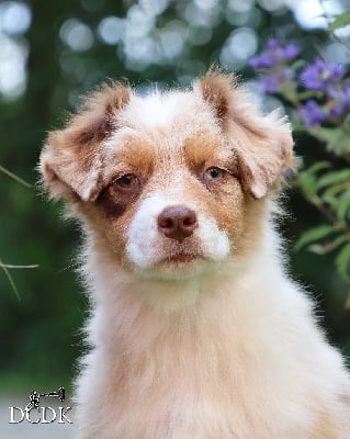 Les chiots de Berger Australien