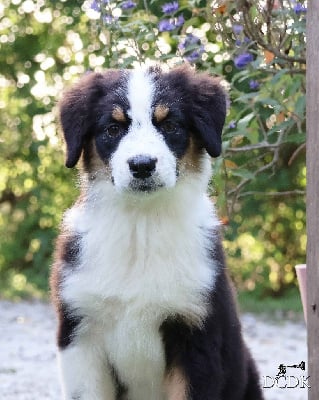 Les chiots de Berger Australien