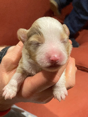 Les chiots de Berger Américain Miniature 