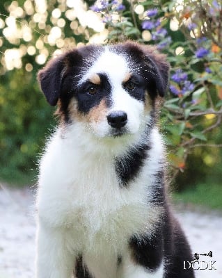 Les chiots de Berger Australien