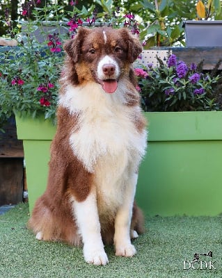 Les chiots de Berger Australien