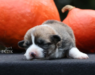 Les chiots de Welsh Corgi Pembroke