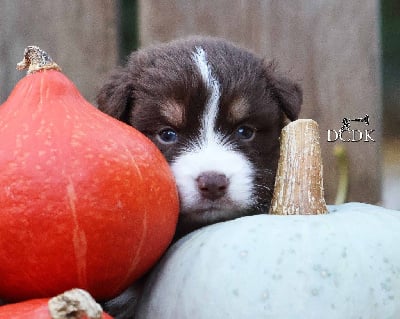 Les chiots de Berger Australien