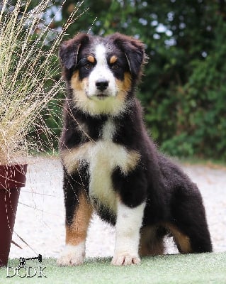 Les chiots de Berger Australien