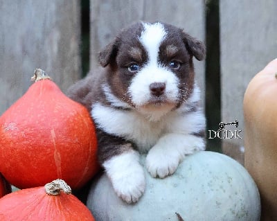 Les chiots de Berger Australien
