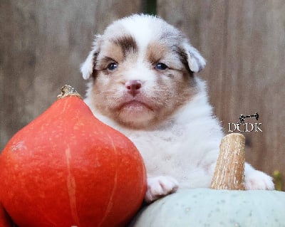 Les chiots de Berger Australien