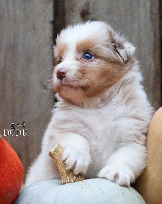 Les chiots de Berger Australien