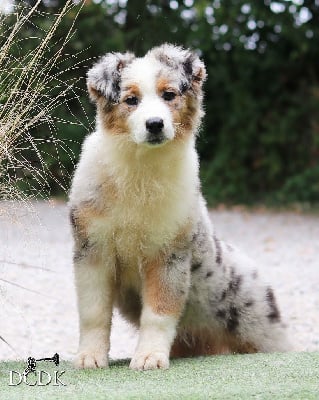 Les chiots de Berger Australien