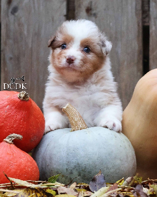 Les chiots de Berger Australien
