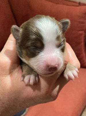 Les chiots de Berger Américain Miniature 