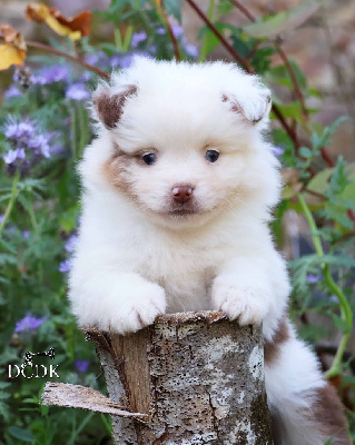 Les chiots de Berger Américain Miniature 