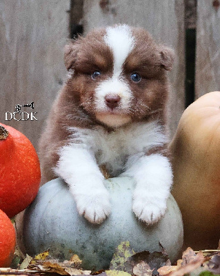Les chiots de Berger Australien