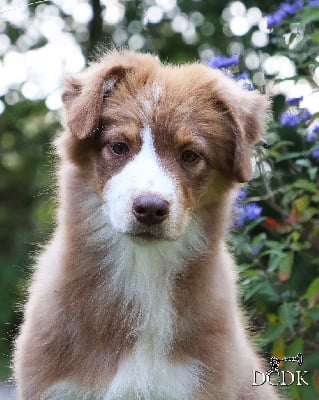 Les chiots de Berger Australien