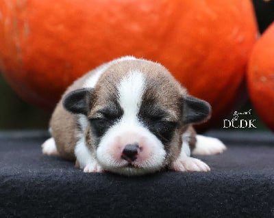Les chiots de Welsh Corgi Pembroke